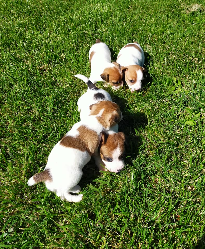 Cuccioli in vendita